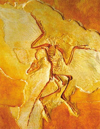 109_Archaeopteryx_fossil