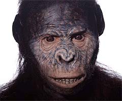 australopithecus_afar6463a