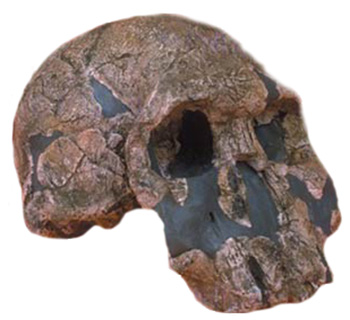 austrolopithecus