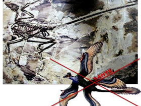 Darwinistlerin-Microraptor-Gui-Konusundaki-Israrli-Iddialari-Bosunadir