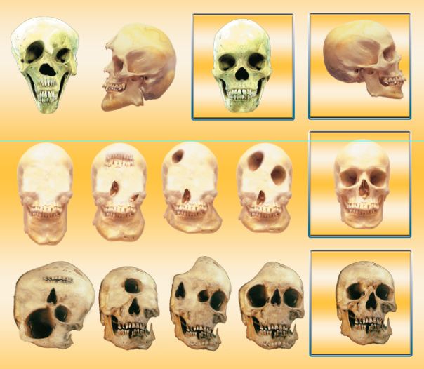 ara-formlar-nasil-olmali-skulls