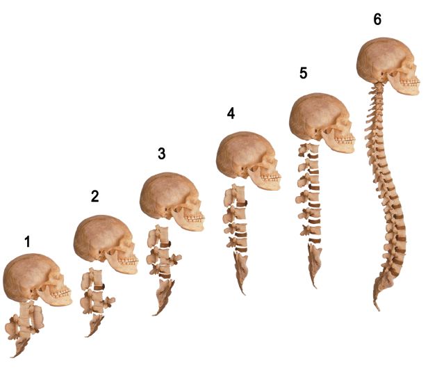 ara-formlar-nasil-olmali-skulls3