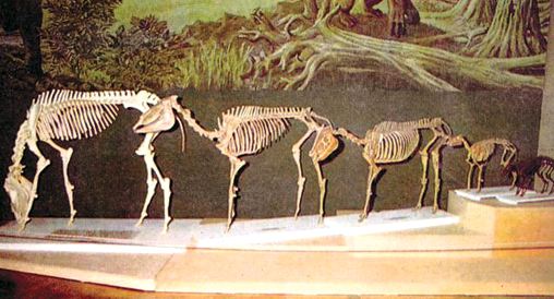 Bir müzede bulunan bu at serisi, farklı zamanlarda ve farklı yerlerde yaşamış bazı canlıların keyfi diziliminden oluşmaktadır. Atın sözde evriminin fosil kayıtlarında hiçbir delili yoktur.