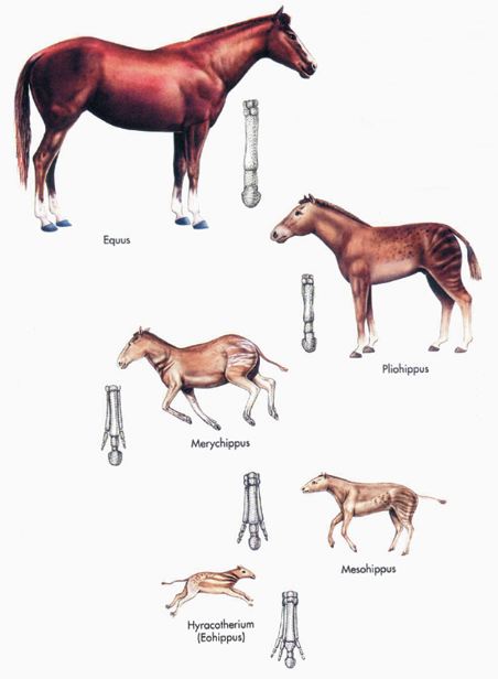 Atın sözde evrimi şeması