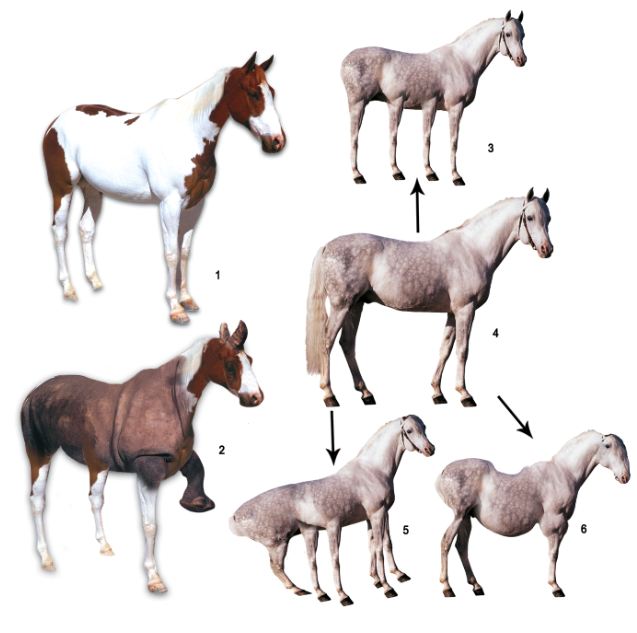 atın evrimi masalı