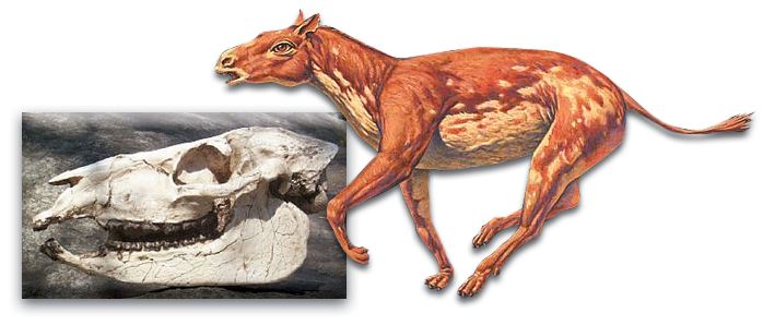 Atın ilk atası olduğuna inanılan Eohippus, günümüzde Afrika'da yaşayan Hyrax ile çok benzerdir ve atla hiçbir ilgisi ve benzerliği yoktur.