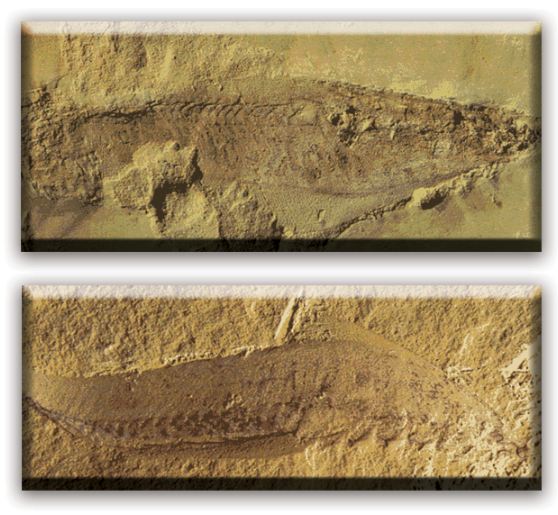 fosiller-evrimi-nicin-reddeder-1-canli-turleri-fosil-kayitlarinda-bir-anda-tamamen-sekillenmis-olarak-ortaya-cikar-fossils5
