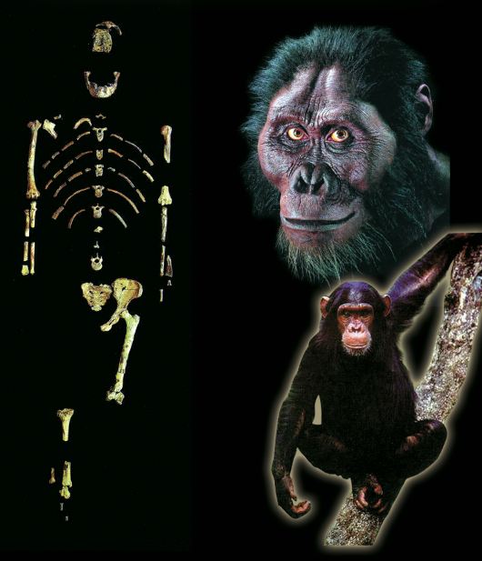 Australopithecus, lucy fosili