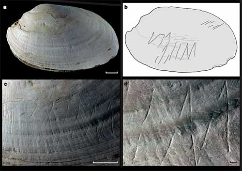 500-bin-yillik-modern-sanat-eseri-donemdeki-insanlarin-zekasini-gosterir-shell-engraving6