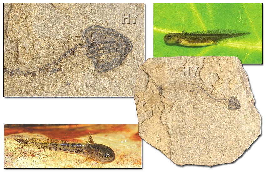 Semender Larvası fosili
