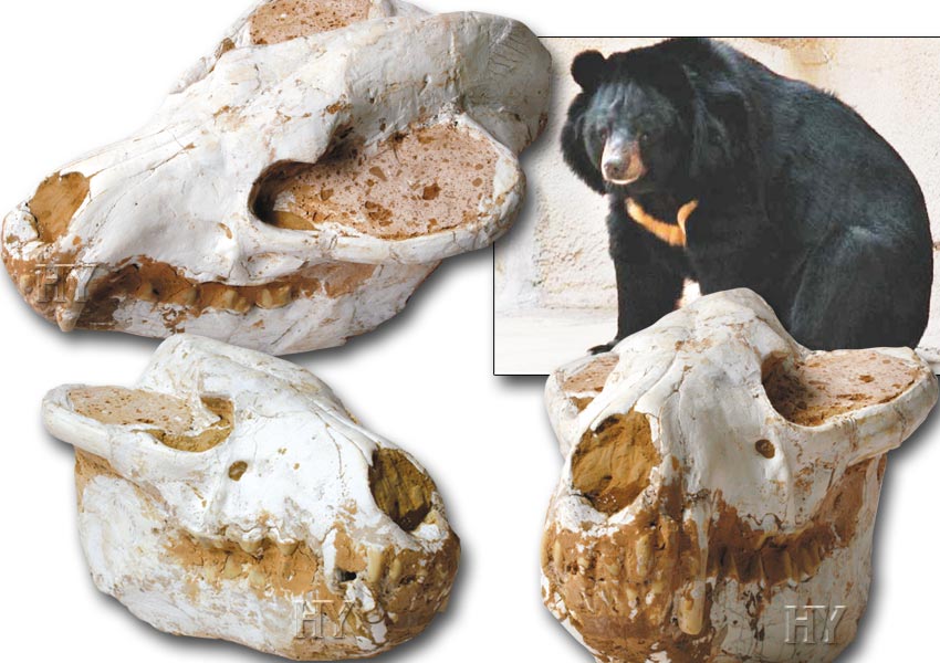 Malaya ayısı kafatası