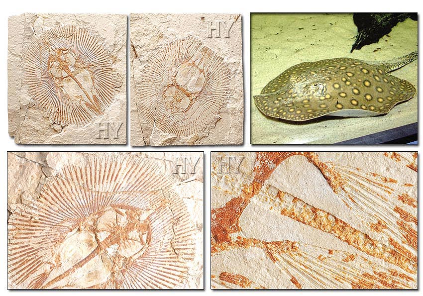 fosil resimleri