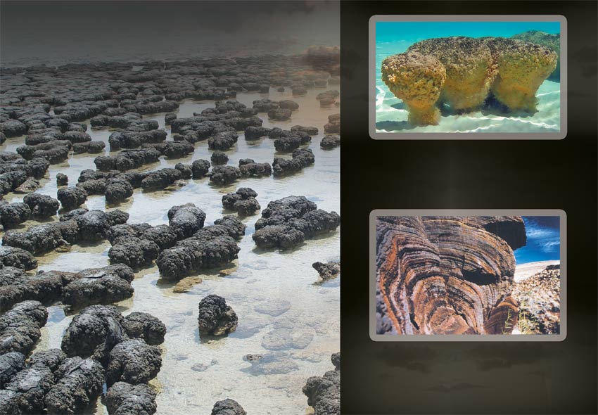 stromatolitler