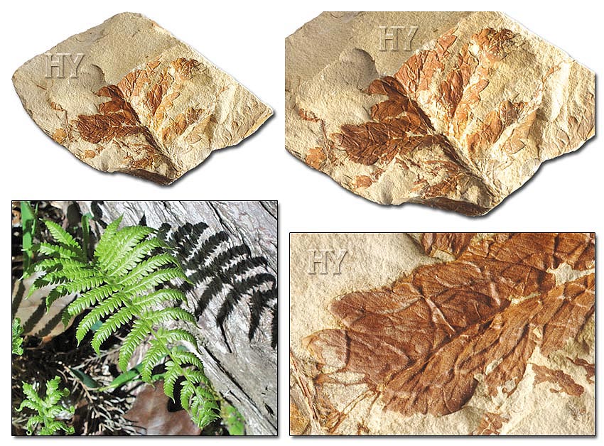fosil resimleri