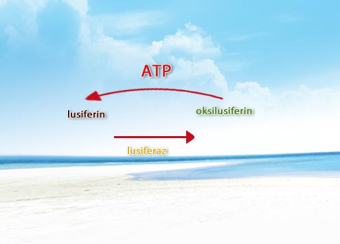 ATP, lusiferin, lusiferaz