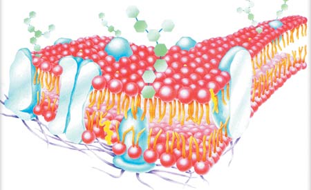 hipotalamus